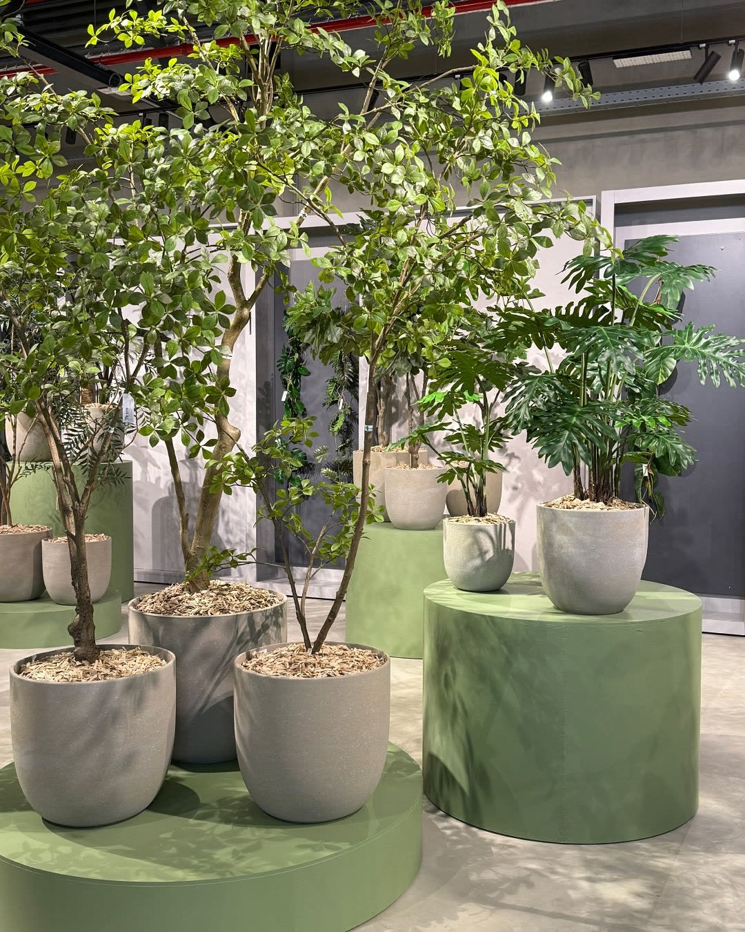 Potted trees on display at the Greenfields showroom
