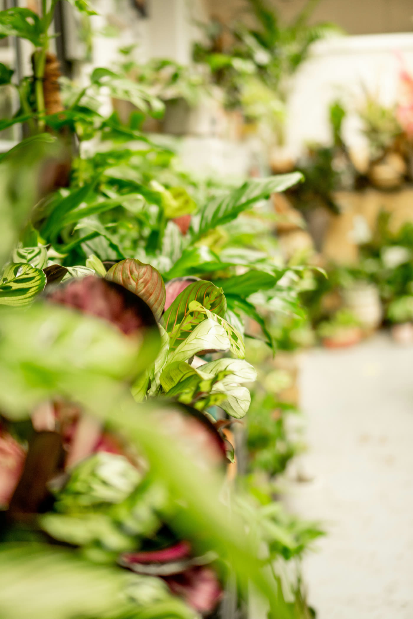 Retail Garden Center